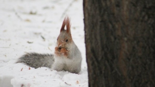 Потепление до -3°C ждет Алтайский край на выходных