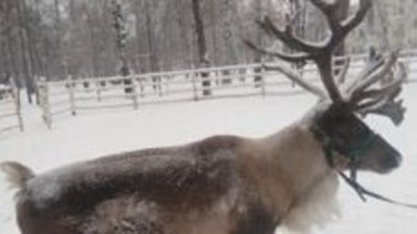 Рождественского оленя для езды продают в Барнауле за 60 тысяч