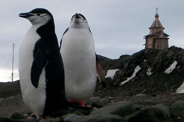 «Пингвины приходят к храму и слушают колокола»