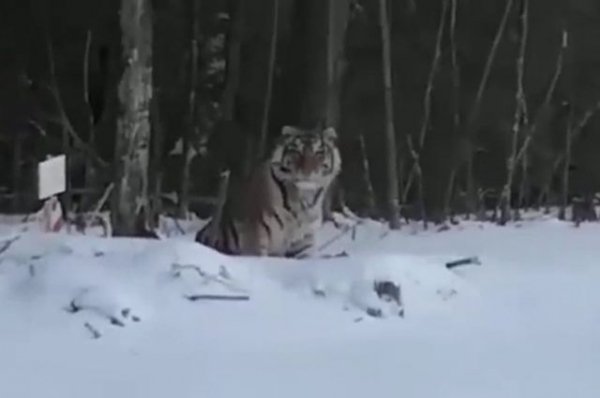 На Алтае заметили тигра, гуляющего по лесу