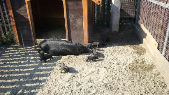 В барнаульском зоопарке родились поросятки (видео)