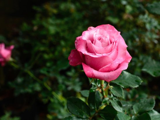 Тест: роза расскажет о скрытых сторонах вашей личности