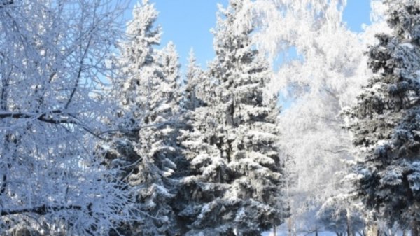 Морозно и почти без осадков. Какой будет погода в Алтайском крае 9 января