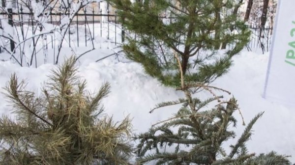 Барнаульцам предлагают сдать новогодние ели на корм лошадям