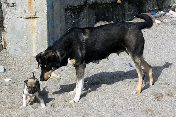 Догхантеры отравили породистых собак в Барнауле