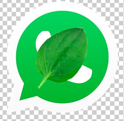 Пользователи WhatsApp заметили сбои в работе мессенджера