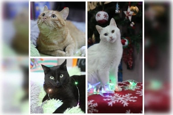Котики из барнаульского кафе гадают девушкам на суженого-ряженого