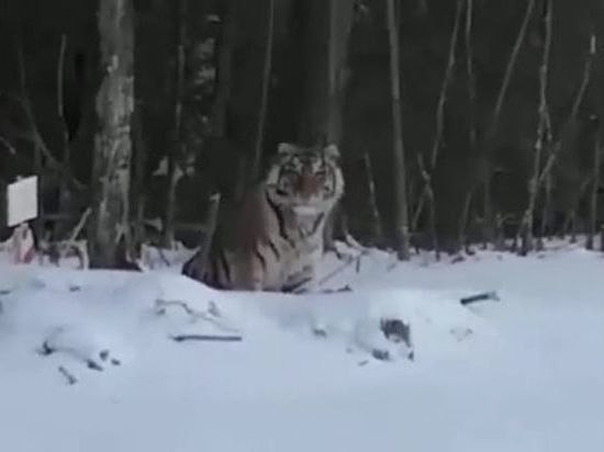 Фейковые фото с тигром в лесу рассылают на Алтае