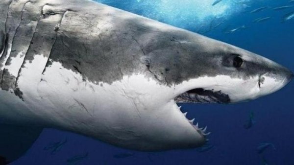Акулы съели молодого немецкого футболиста в Австралии
