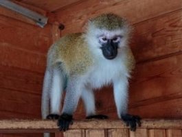 Барнаульский зоопарк пополнился новой обезьянкой (фото)