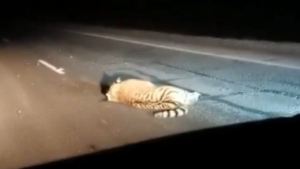 Автобус насмерть сбил амурского тигра
