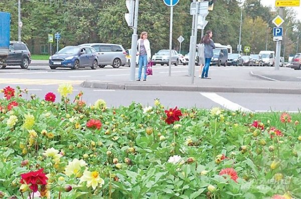 На барнаульских клумбах высадят цветы за 2,8 млн рублей