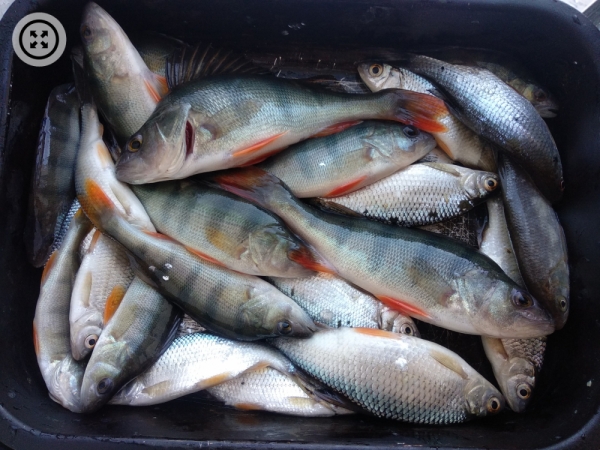 «Поклёвок очень много»: подборка улова алтайских рыбаков