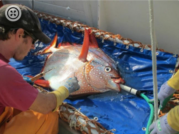 Ученые обнаружили единственную в мире теплокровную рыбу