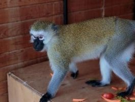 Барнаульский зоопарк пополнился новой обезьянкой (фото)
