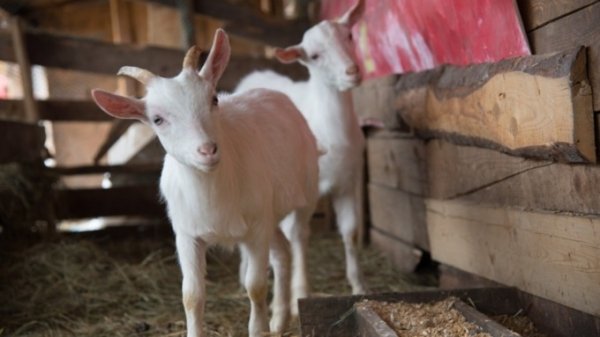 В Приморье трехлетняя девочка жила на ферме вместе со скотом