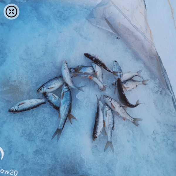«Клевало как из пулемёта»: подборка улова алтайских рыбаков