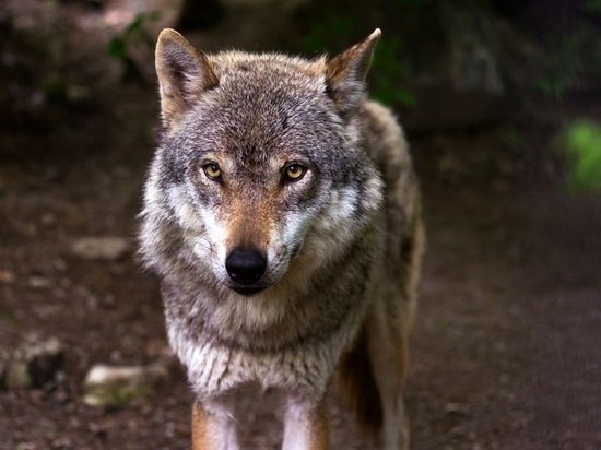 Жителей Алтайского края пугают фейковым видео с волками