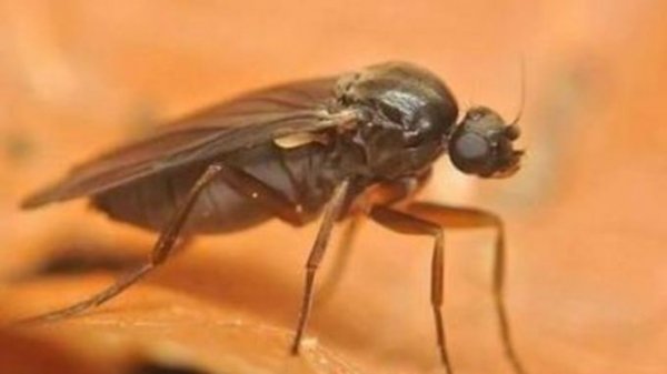 Опасную для человека муху нашли в Барнауле на складе "Почты России"