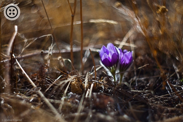 Фото: весна на Алтае