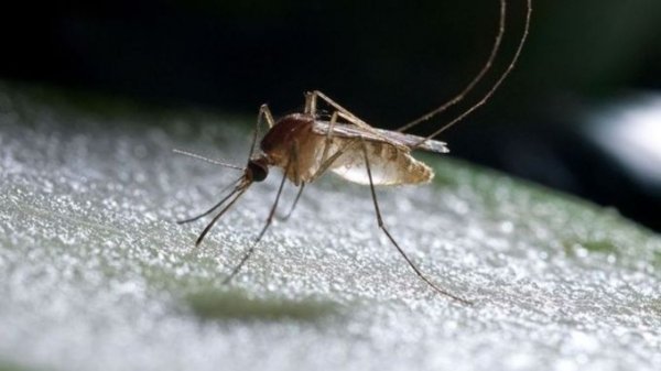 Из-за теплой зимы в России могут исчезнуть комары