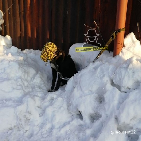 В Барнауле обнаружили привязанную на улице собаку с тряпкой на голове