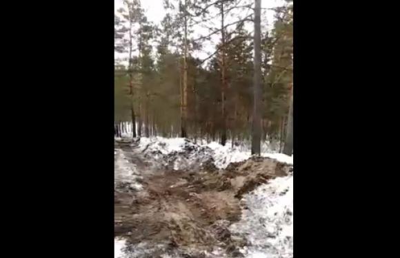 Еще пахнет спилом: жительница Барнаула возмущена вырубкой ленточного бора (видео)