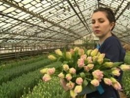 В Барнауле уже готовят тюльпаны и лилии к 8 Марта (фото)