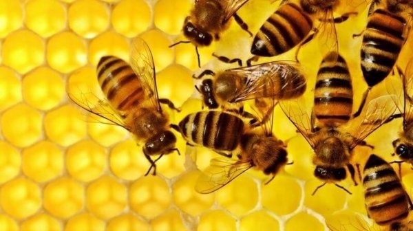 Почти 20 алтайских фермеров привлекут к ответственности за гибель пчел