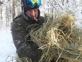 В Алтайском крае лесники подкармливают зверей вениками и солью (фото)