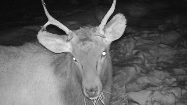 Фотоловушка на Алтае поймала марала с необычными рогами