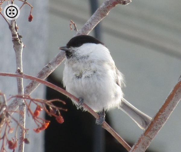 Фото: зимние птицы Алтайского края