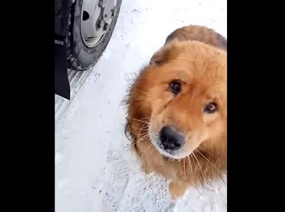 На трассе у Камня-на-Оби живет брошенная собака (видео)