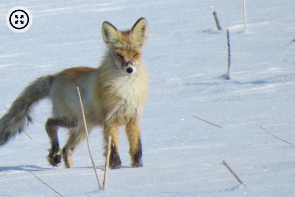Натуралист запечатлел охоту лисы в Алтайском крае