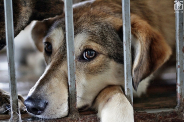 Приюти: подборка одиноких барнаульских собак