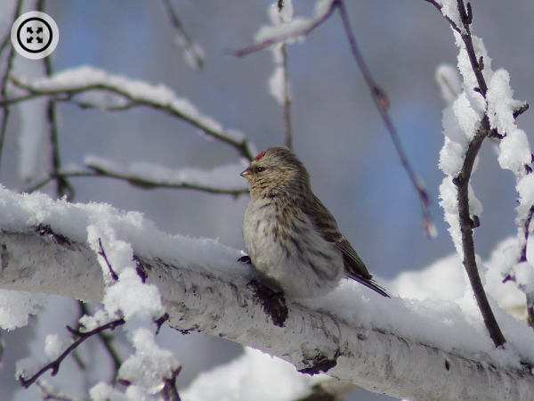 Фото: зимние птицы Алтайского края