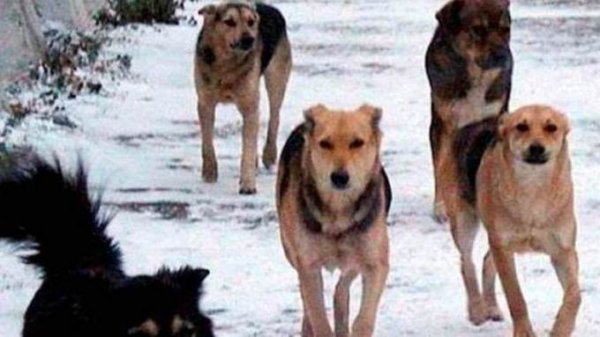 Своры бродячих собак нападают на косуль в Алтайском крае