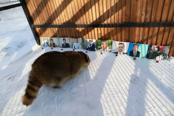 Животные-предсказатели назвали имя будущего мэра Барнаула
