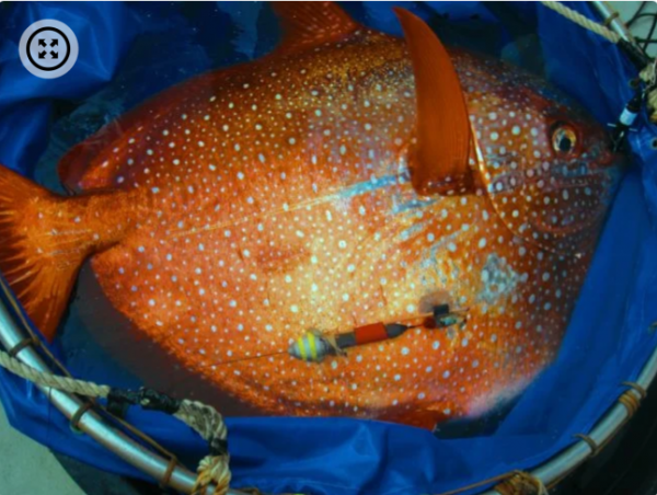Ученые обнаружили единственную в мире теплокровную рыбу