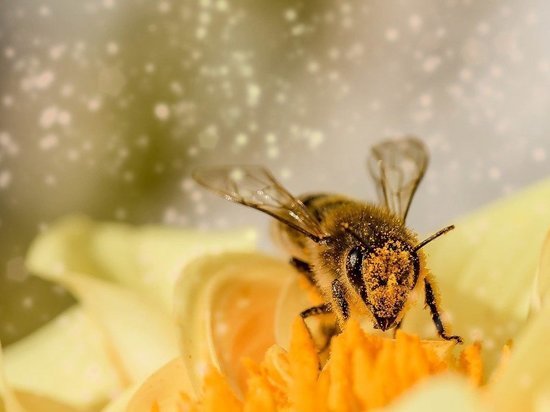 Алтайских пасечников накажут за гибель пчел