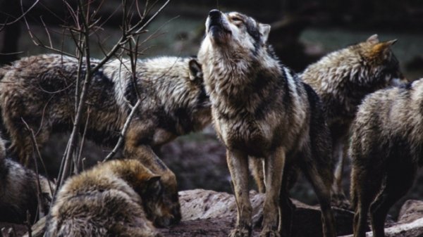 Жителям Алтайского края поступают сообщения о приближении стаи из тысячи волков
