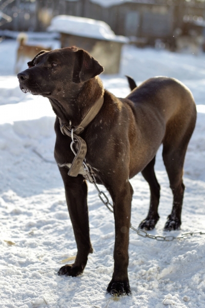 Приюти: подборка одиноких барнаульских собак