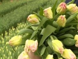 В Барнауле уже готовят тюльпаны и лилии к 8 Марта (фото)