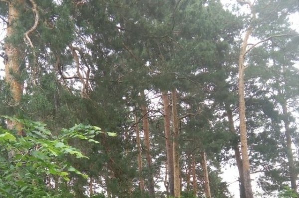 В Бийске четыре вековых дерева пошли под спил ради строительства