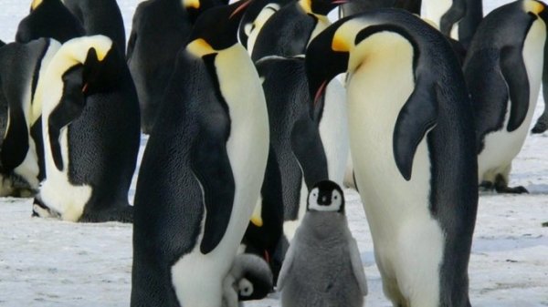 Ученые доказали, что речь пингвинов подчиняется законам лингвистики