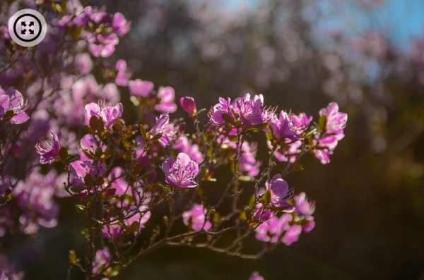 Фото: весна на Алтае