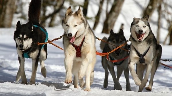 15 февраля в Алтайском крае пройдут гонки на собачьих упряжках