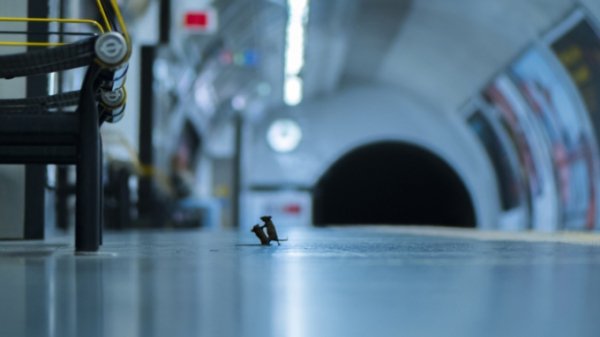 Снимок дерущихся в метро мышей назвали лучшей фотографией дикой природы