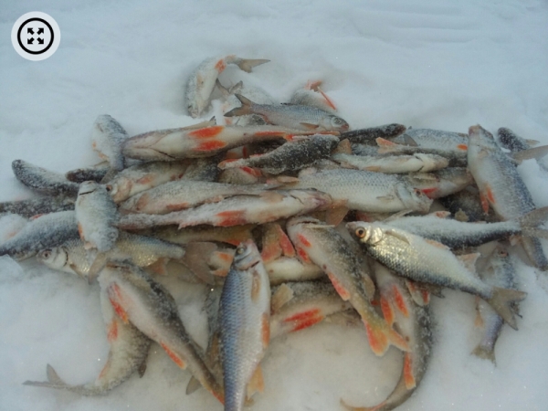 Рыба есть, ловить надо уметь: подборка улова алтайских рыбаков