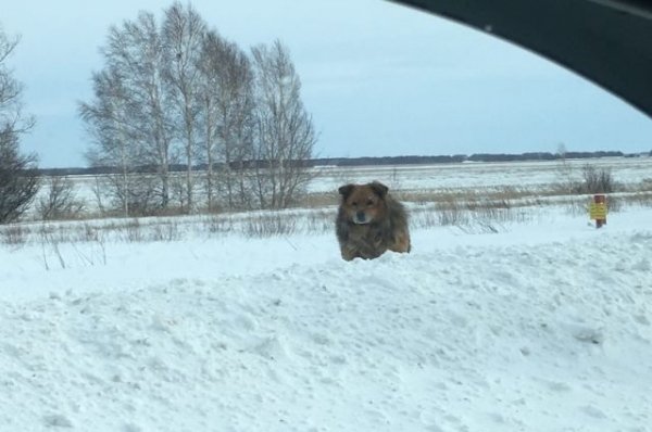 Алтайский Хатико. Собака с грустными глазами на трассе ждет хозяина